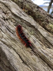 Nothofagus betuloides
