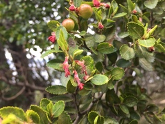 Nothofagus betuloides