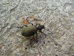 Carabus ulrichii
