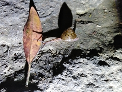 Satsuma sphaeroconus