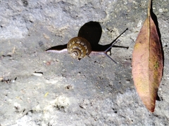 Satsuma sphaeroconus