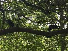 Corvus brachyrhynchos