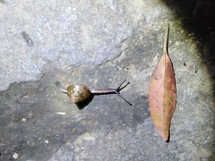 Satsuma sphaeroconus