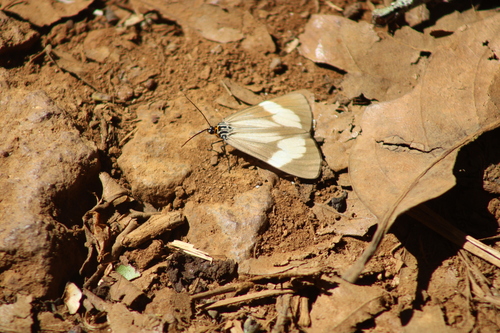 Nyctemera gracilis