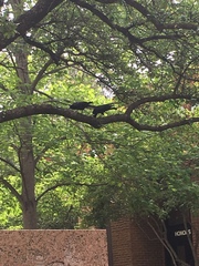 Corvus brachyrhynchos