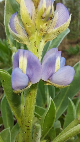 Image of Lupinus ocalensis by (c) Athena Philips, some rights reserved (CC BY)