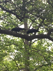 Corvus brachyrhynchos