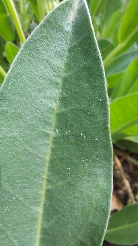 Image of Lupinus ocalensis by (c) Athena Philips, some rights reserved (CC BY)