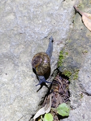 Petalochlamys