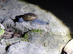 Petalochlamys