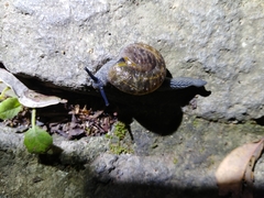 Petalochlamys