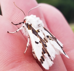 Euerythra phasma