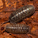 Simon's Pill Woodlouse - Photo (c) max06, some rights reserved (CC BY-NC), uploaded by max06