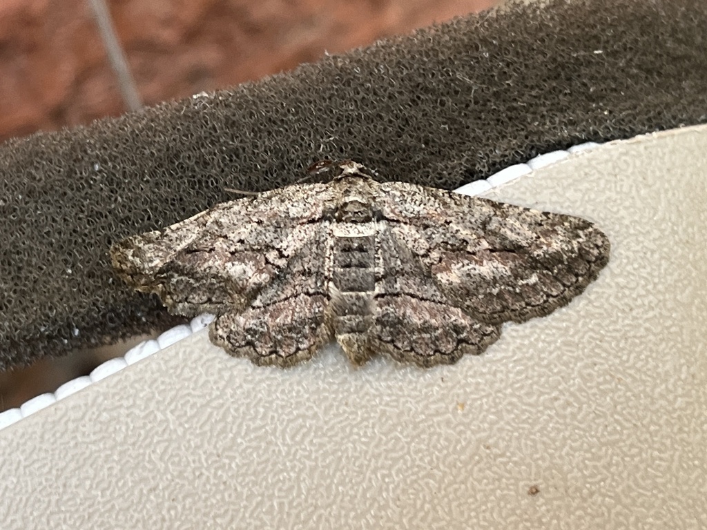 Common Gray from Sunset Dr, Norman, OK, US on March 6, 2024 at 10:06 AM ...