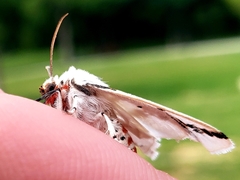 Euerythra phasma