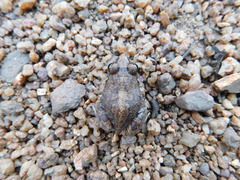 Arthroleptis stenodactylus