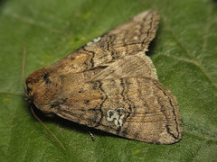 Tethea ocularis
