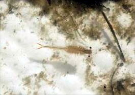 Riverside Fairy Shrimp