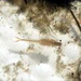 Streptocephalus woottoni - Photo USGS, sem restrições de direitos de autor conhecidas (domínio público)