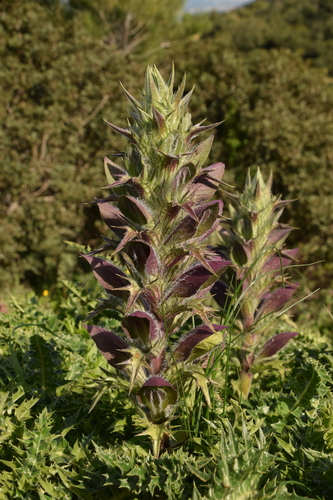 Image of Acanthus syriacus by (c) Mitch Van Dyke, some rights reserved (CC BY)