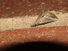 Hypena obacerralis