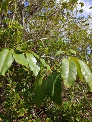 Tabebuia haemantha, photograph (c) Kurt Miller, some rights reserved (CC BY-SA)