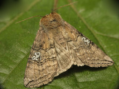 Tethea ocularis
