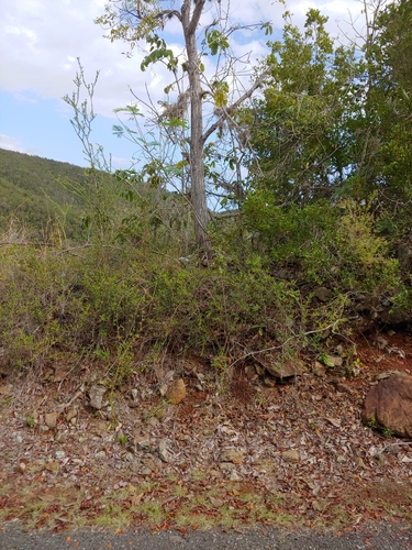 Tabebuia haemantha, photograph 3