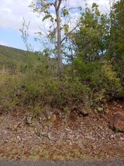 Tabebuia haemantha, photograph (c) Kurt Miller, some rights reserved (CC BY-SA)