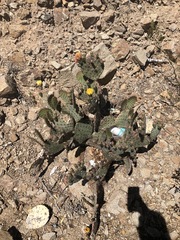 Opuntia macrocentra