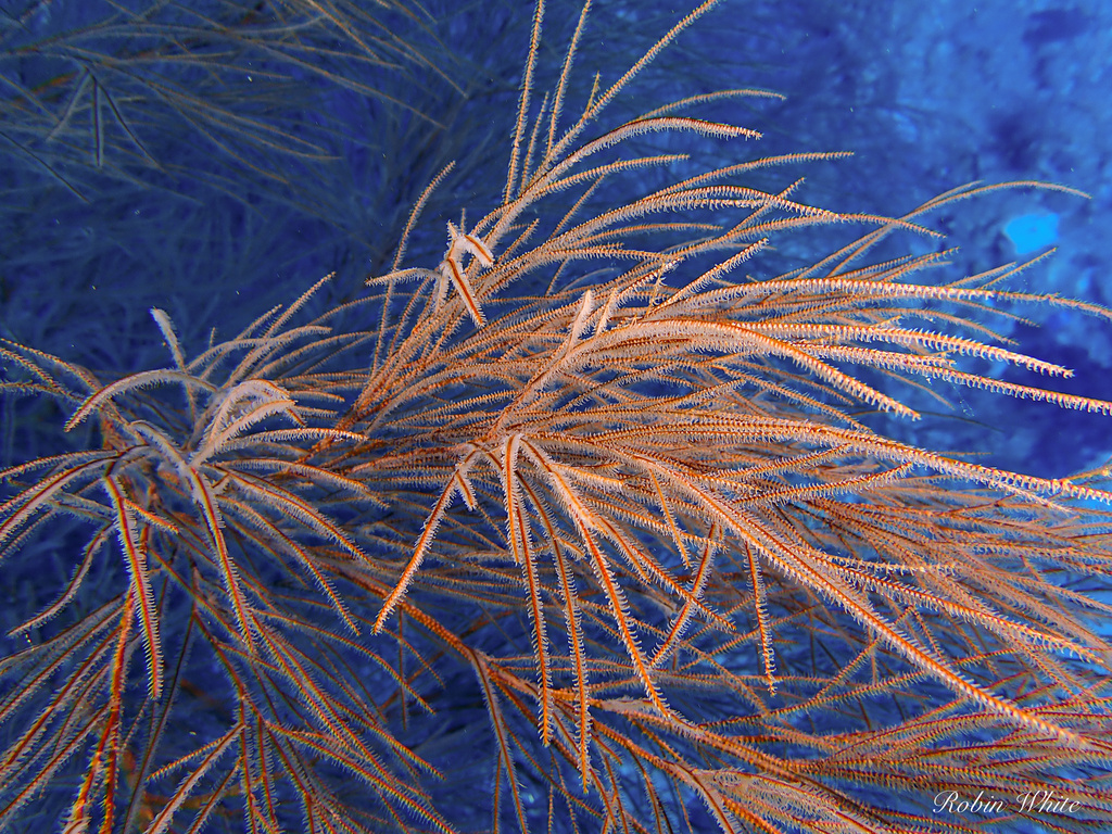Kings coral