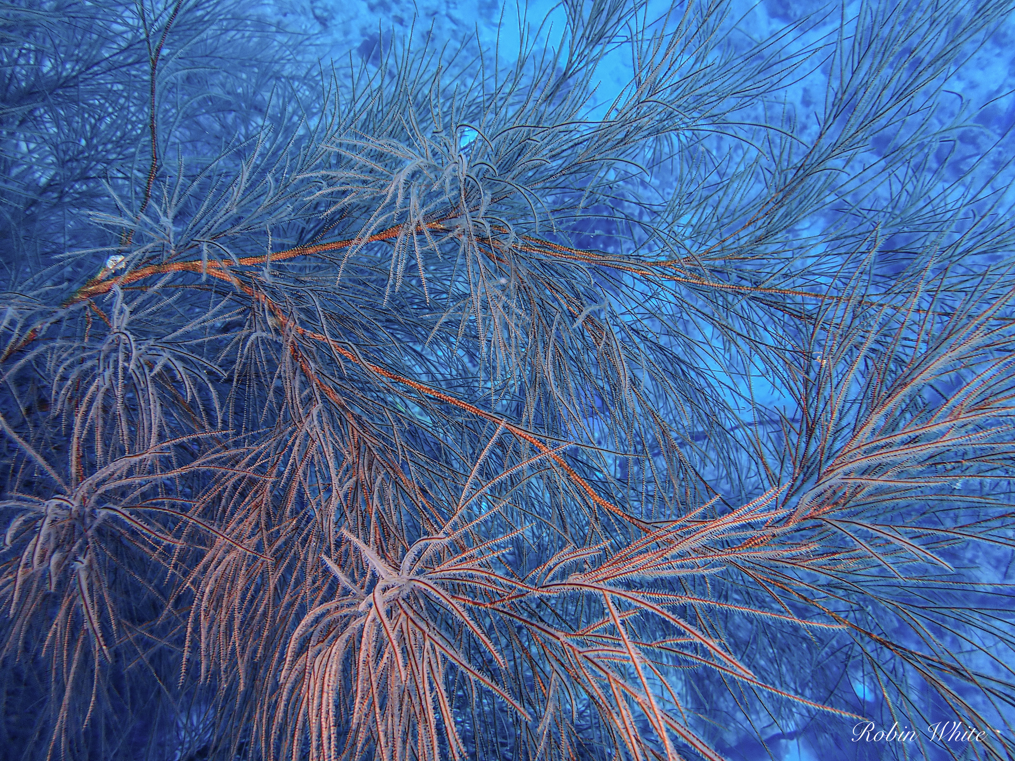 Antipathes caribbeana Opresko, 1996