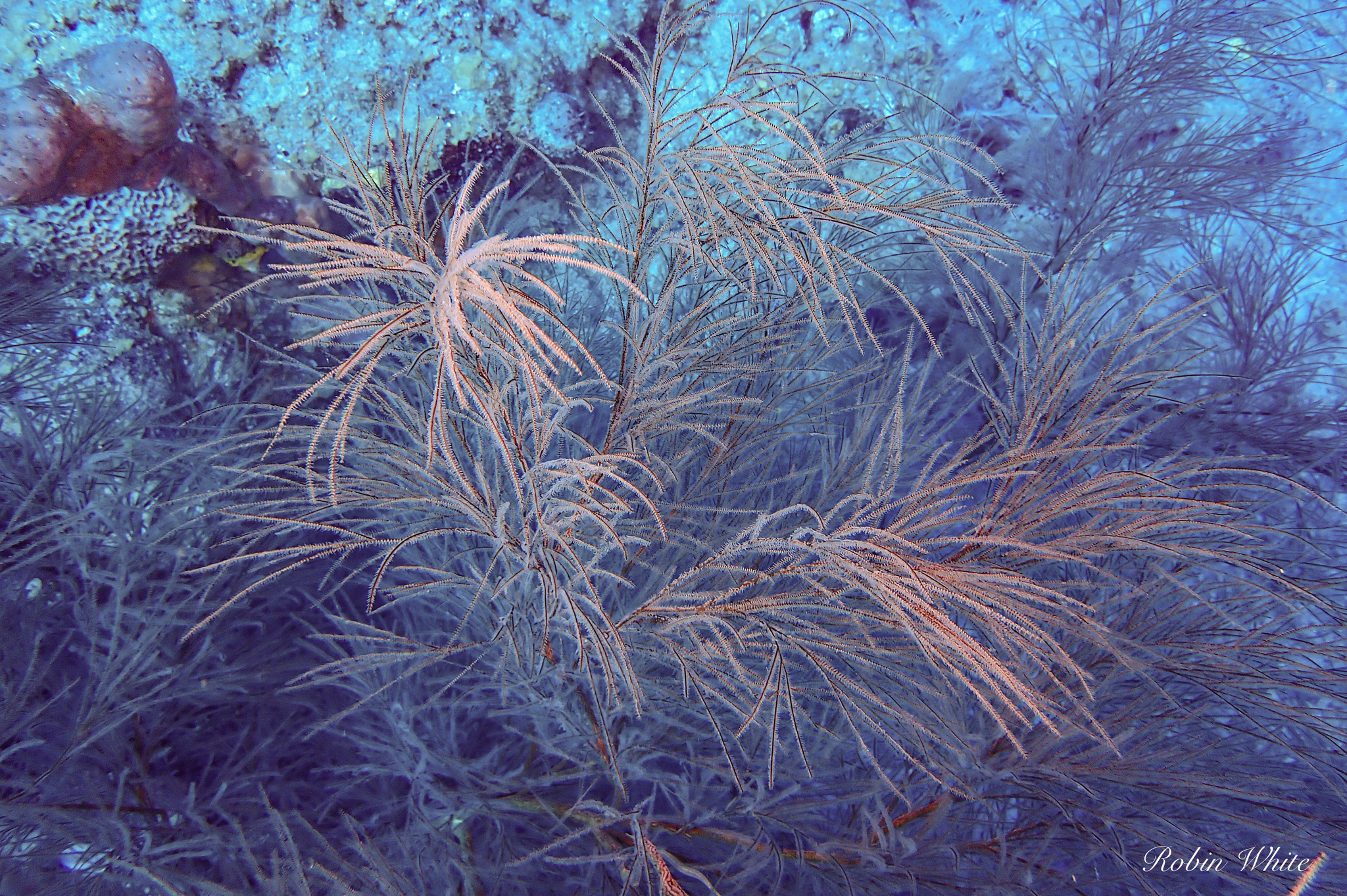 Antipathes caribbeana Opresko, 1996