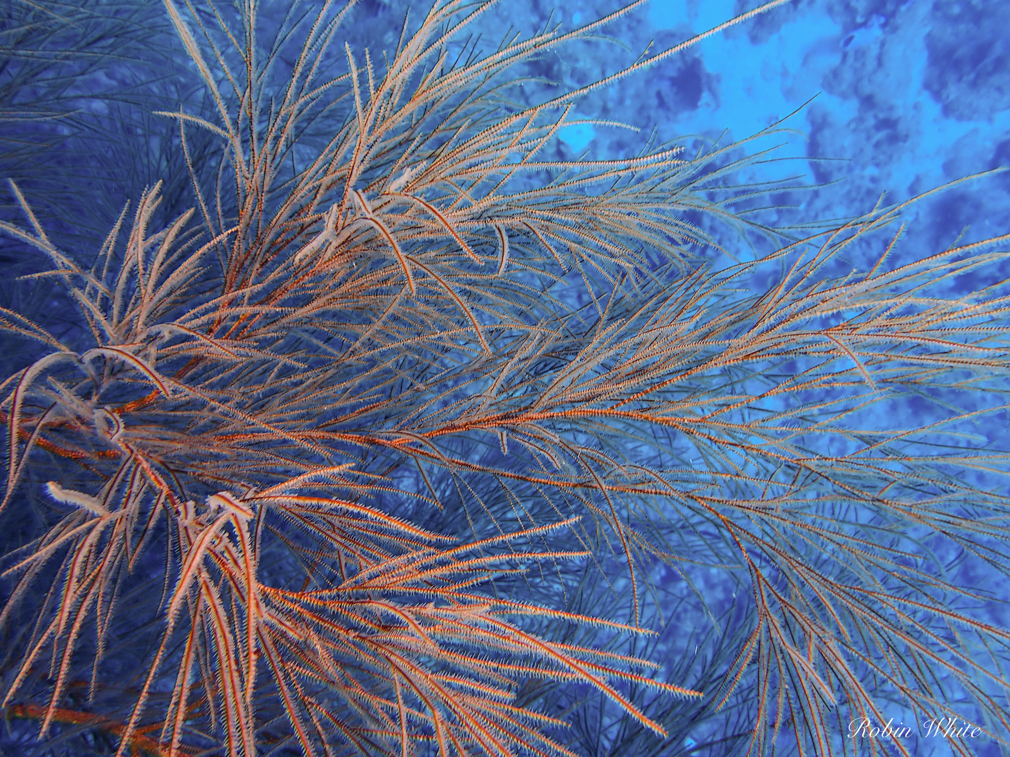 Antipathes caribbeana Opresko, 1996