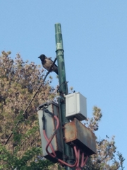 Corvus cornix