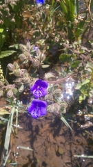 Hydrolea spinosa