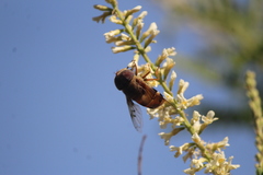Copestylum macrocephalum