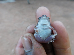 Arthroleptis stenodactylus