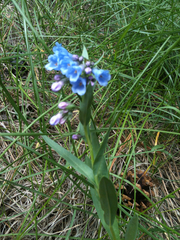 Mertensia lanceolata