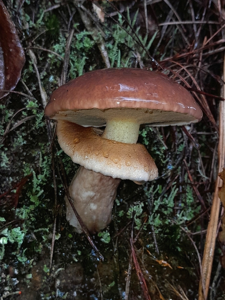 Suillus luteus · May 2023 · photo: © elkinjmf (iNaturalist, cc-by)