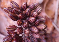 Ixonanthes reticulata