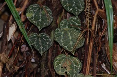 Piper porphyrophyllum