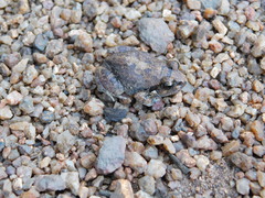 Arthroleptis stenodactylus