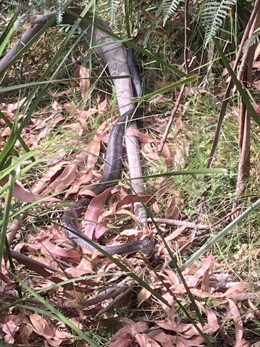 Tiger Snake sighting