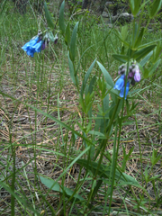 Mertensia lanceolata