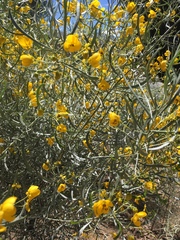 Senna phyllodinea