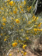 Senna phyllodinea