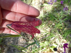 Fritillaria gentneri