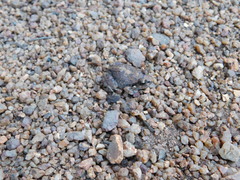 Arthroleptis stenodactylus