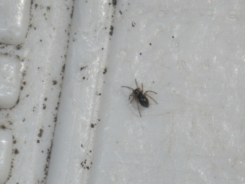 Oecobiidae
